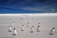 Eselspinguin (93 von 97).jpg